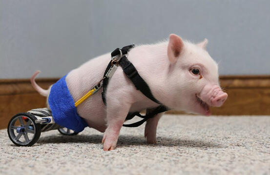 disabled baby pig
