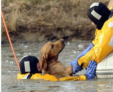 saving a drowning dog