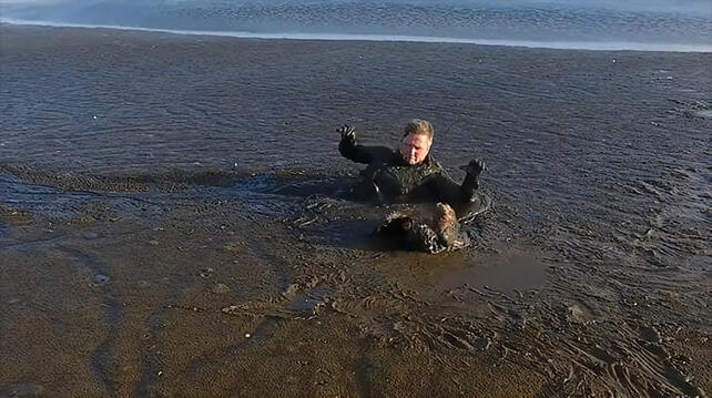 a bald eagle stuck in thick mud