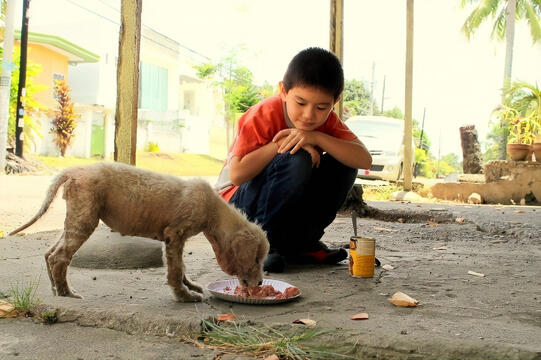 helping out stray animals