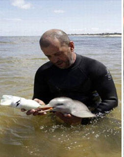 feeding a hurt baby dolphin